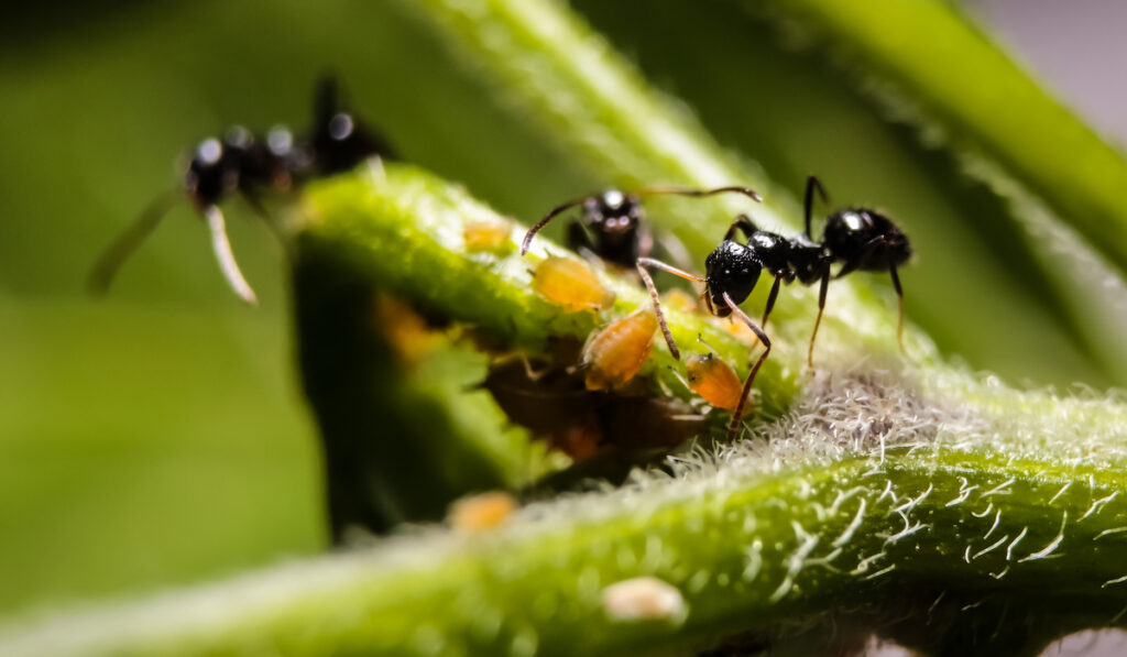 ants living with orange aphids