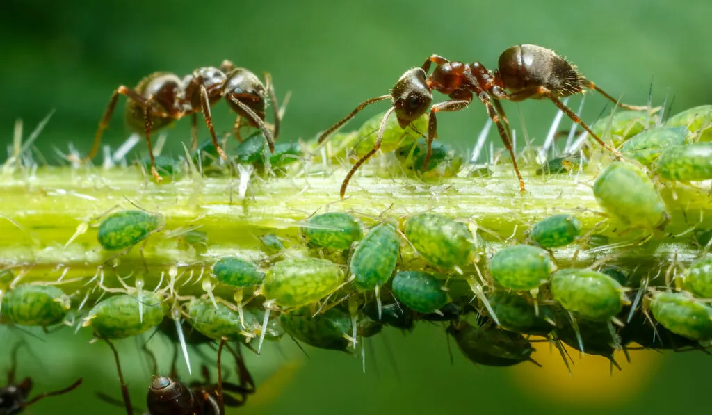 ants taking care of aphids