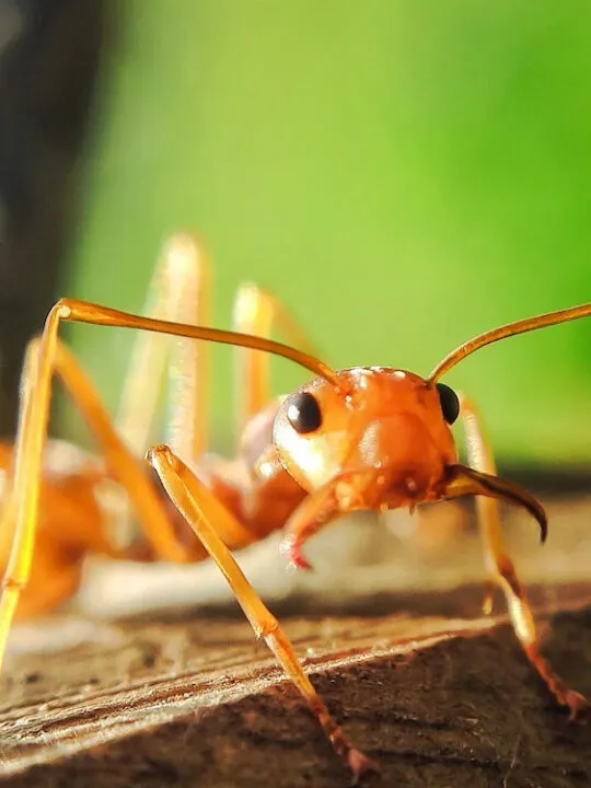 closeup view of a type of red ant