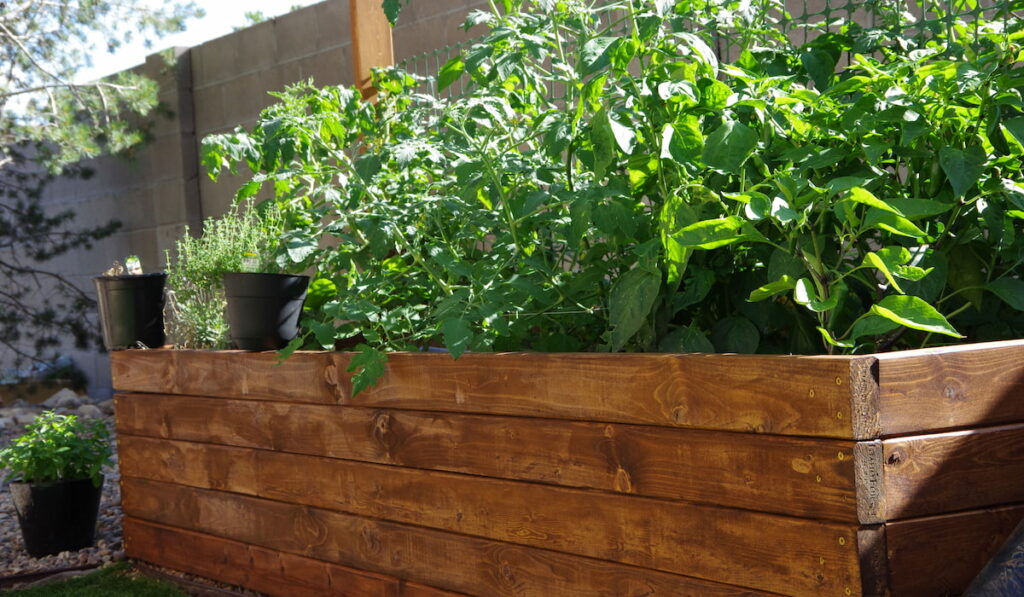 raised garden bed made of pine planks