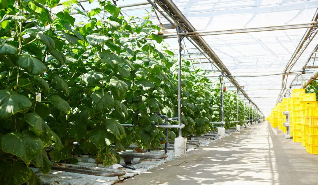 cucumber vegetation in greenhouse