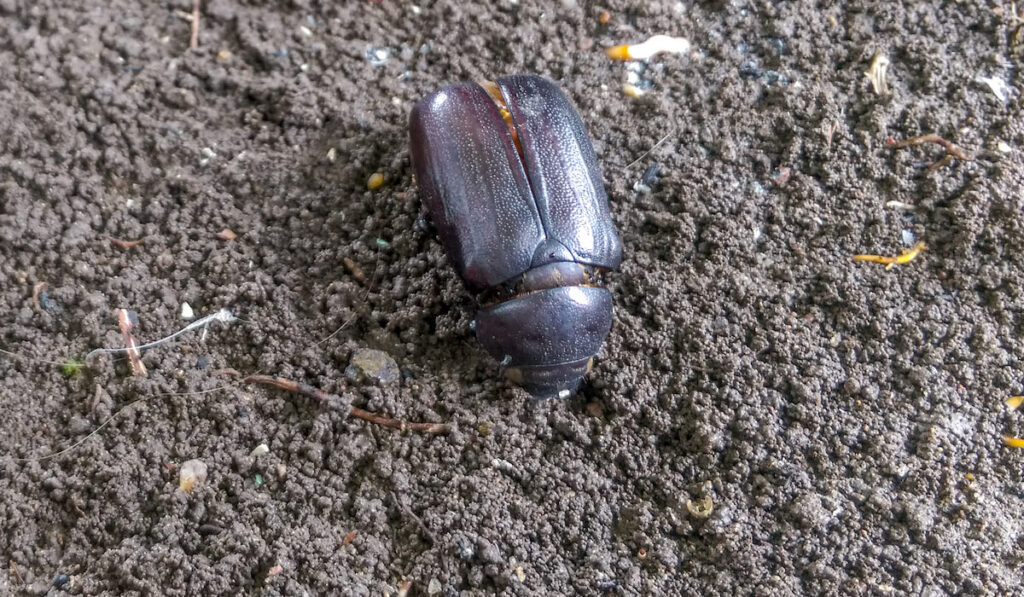 dead beetle on soil