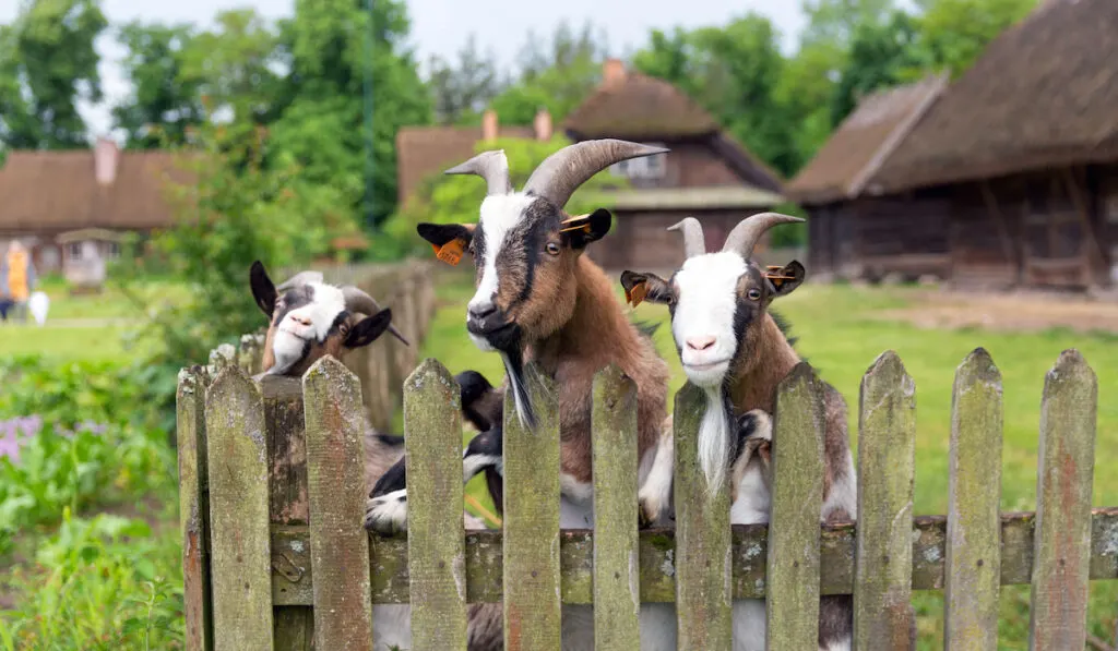 goats behind fence