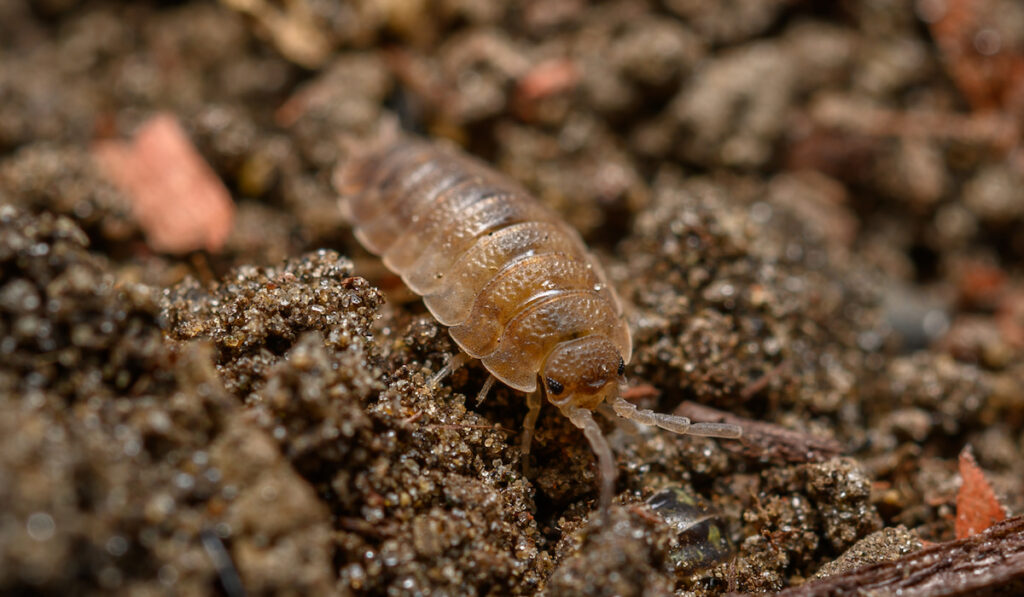 sowbug on soil