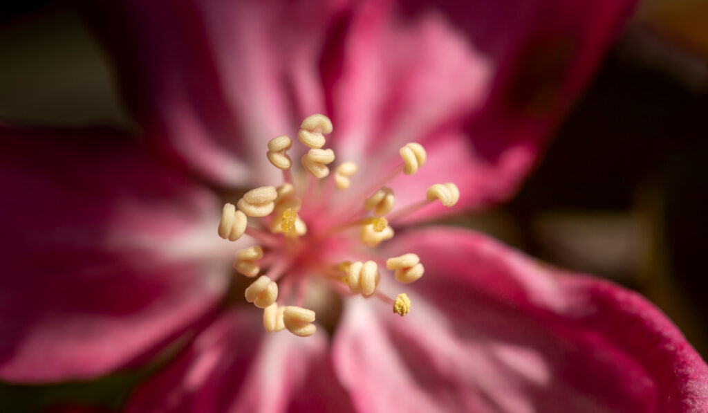 sunlit pink flower