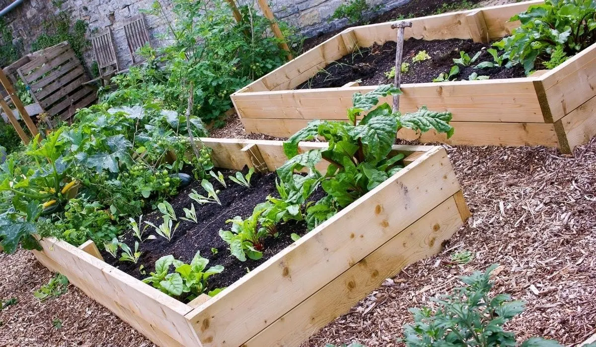What To Plant In A 4x8 Raised Bed, How To Organize A Raised Vegetable Garden