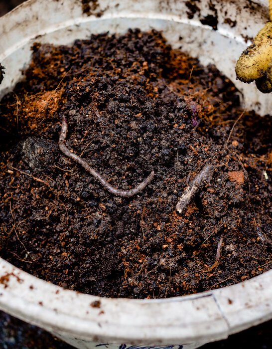 earthworms mixed in potted plants