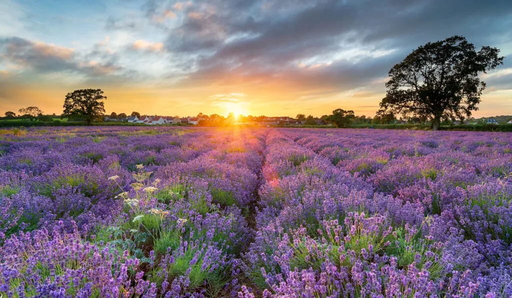 english lavender perennials