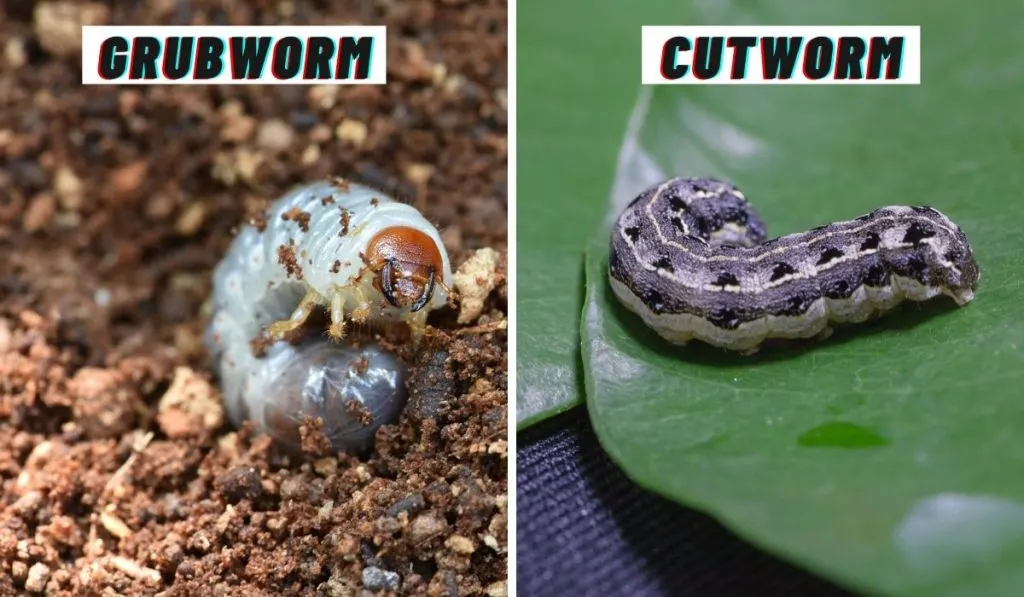 grubworm and cutworm side by side
