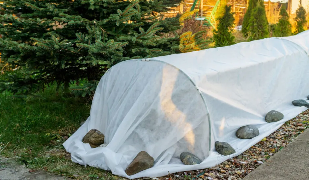 plant insulation for winter