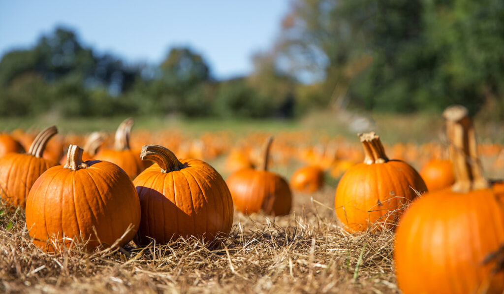 pumpkins on field