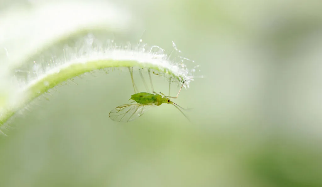 small aphid