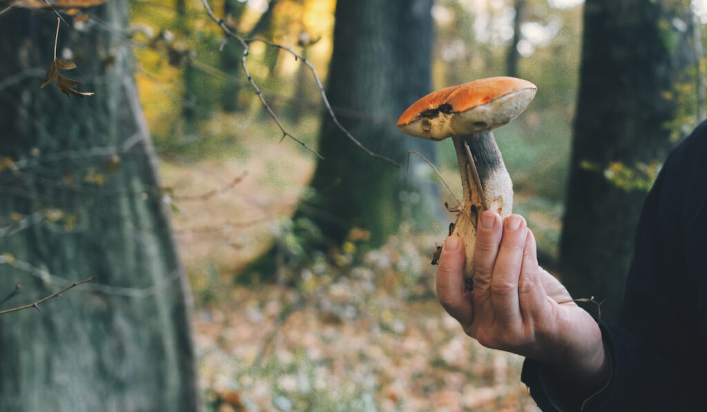 holding a mushroom