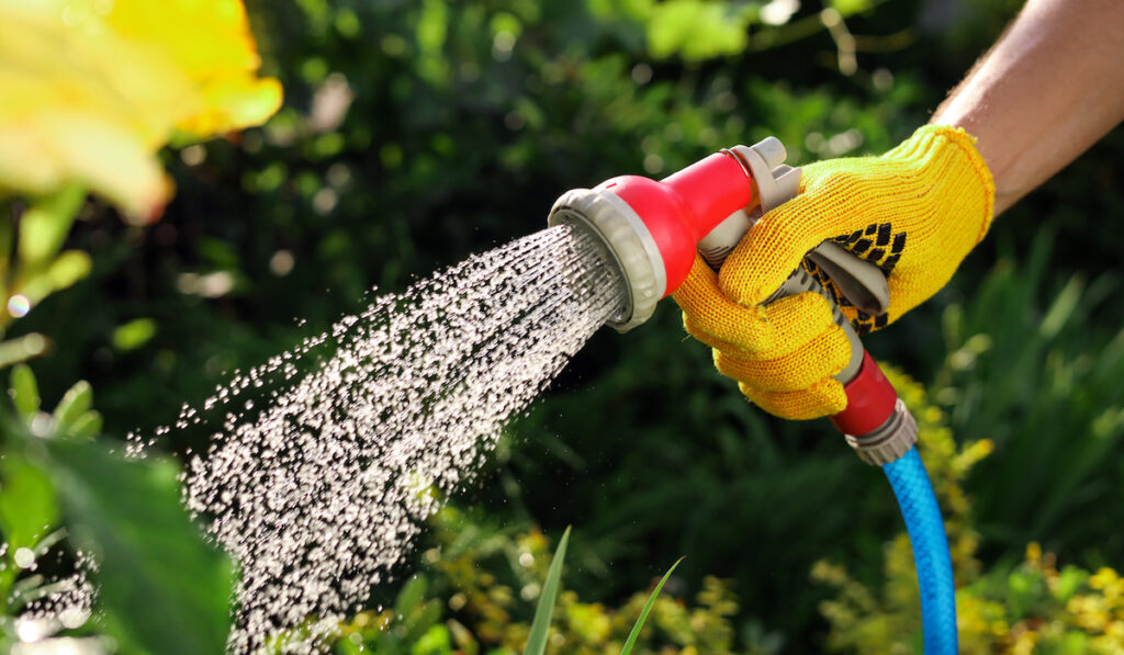 watering plants using a garden hose