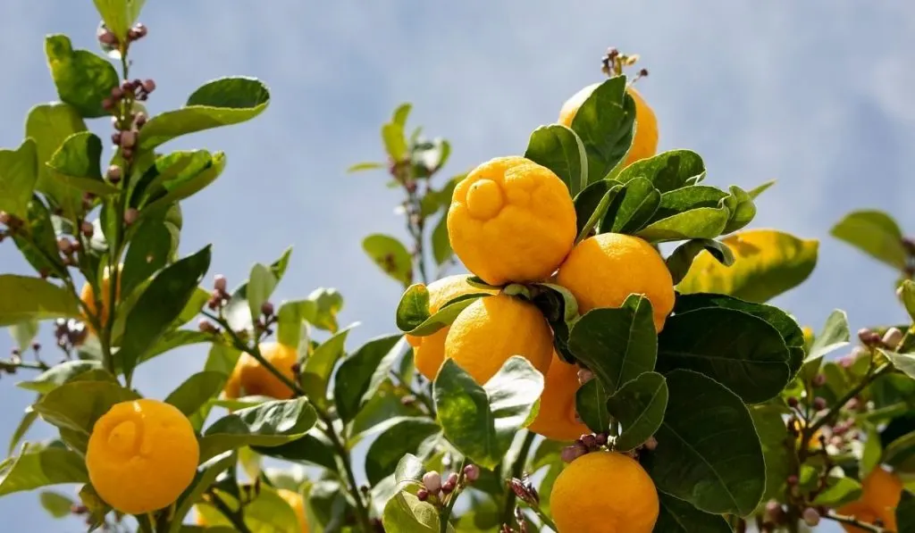 types of lemon trees