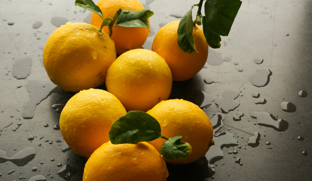 fresh meyer lemons on a dark table