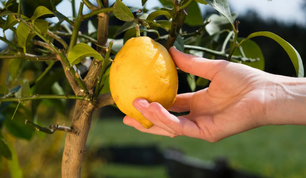 holding a meyer lemon