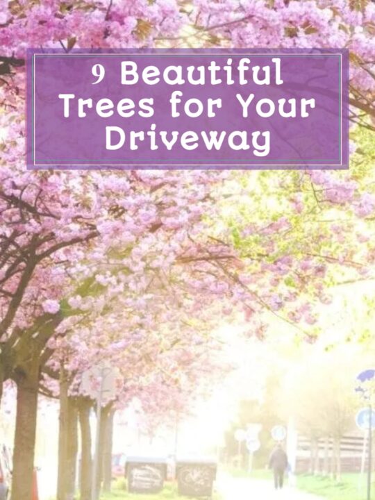 pinterest image - types of trees for a driveway