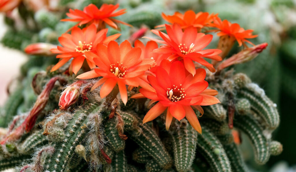 Blooming Echinopsis chamaecereus also known as peanut cactus with orange flowers