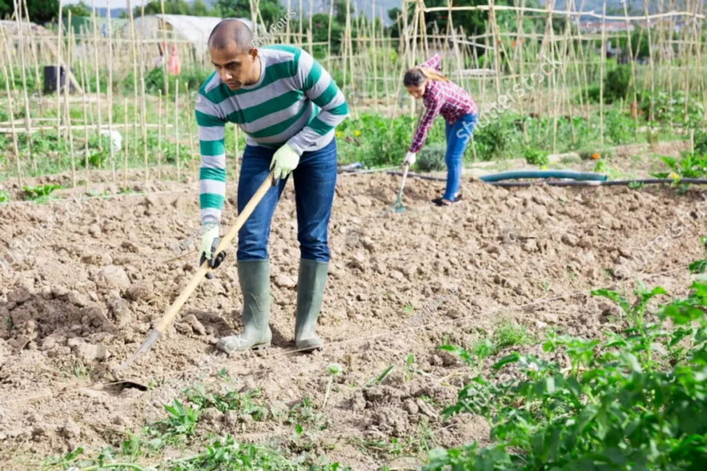 A man and woman in long sleeves tilling the soil under the sun