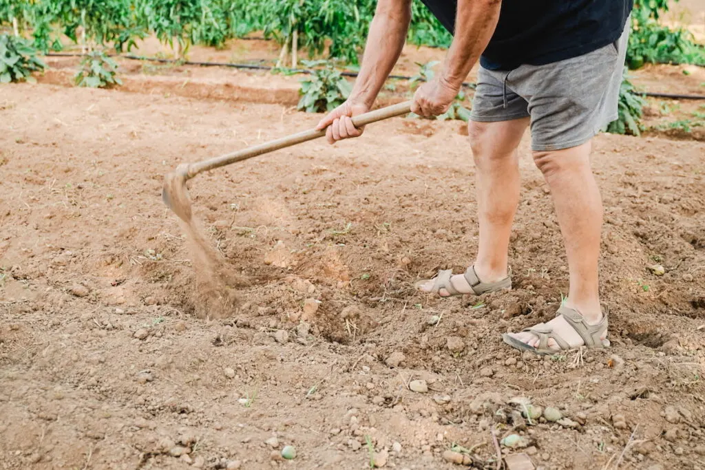 A senior farmer tilling the soil