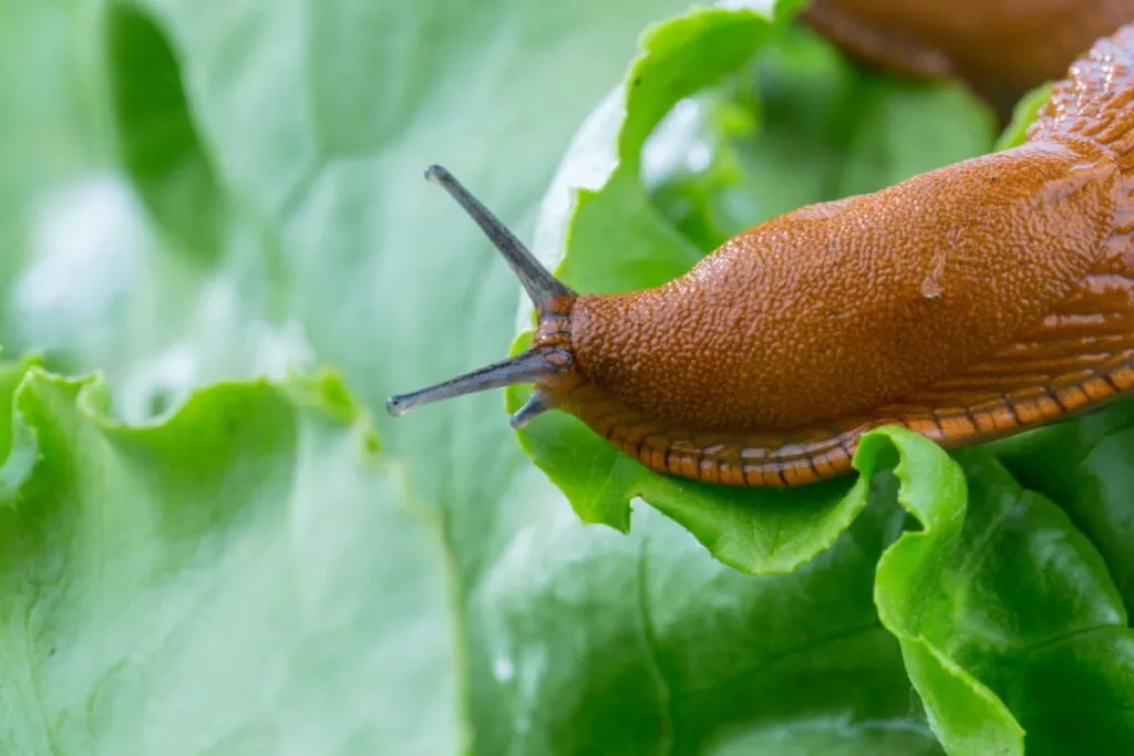 A slug eating lettuce in the garden