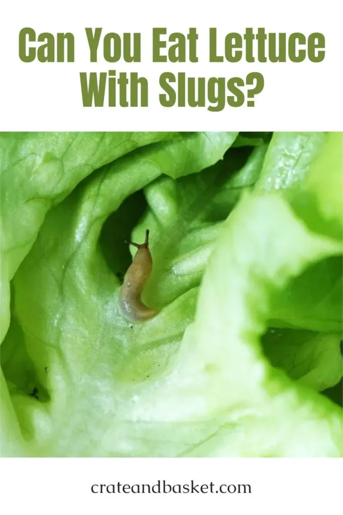 pinterest image with slug on lettuce