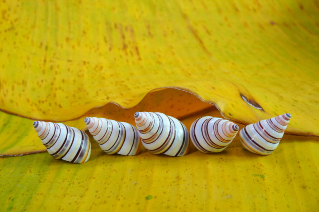 Candy cane snail Liguus virgineus on a yellow leaf