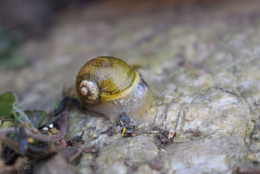Cantareus apertus garden snail crawling on a rock