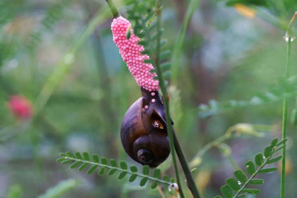 Golden Apple Snail laying eggs on a stem
