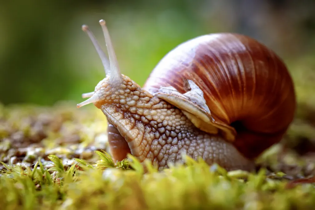 Helix pomatia Roman snail crawling on the grass in the forest