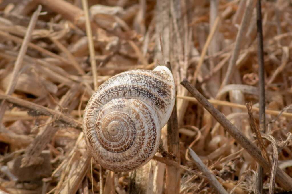Otala lactea milk snail on a dry grass