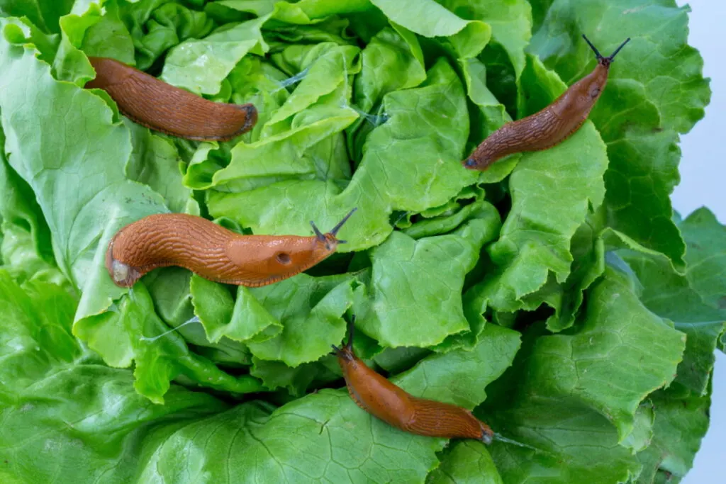 Slugs eating a lettuce leaf