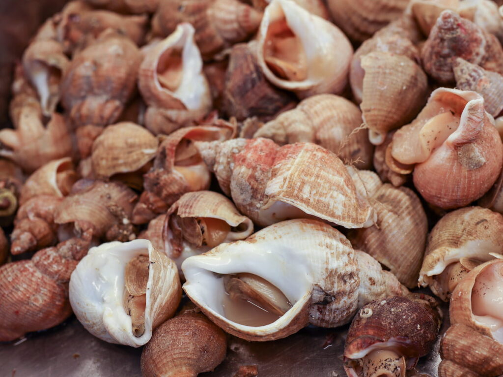 a bunch of Common Whelk 