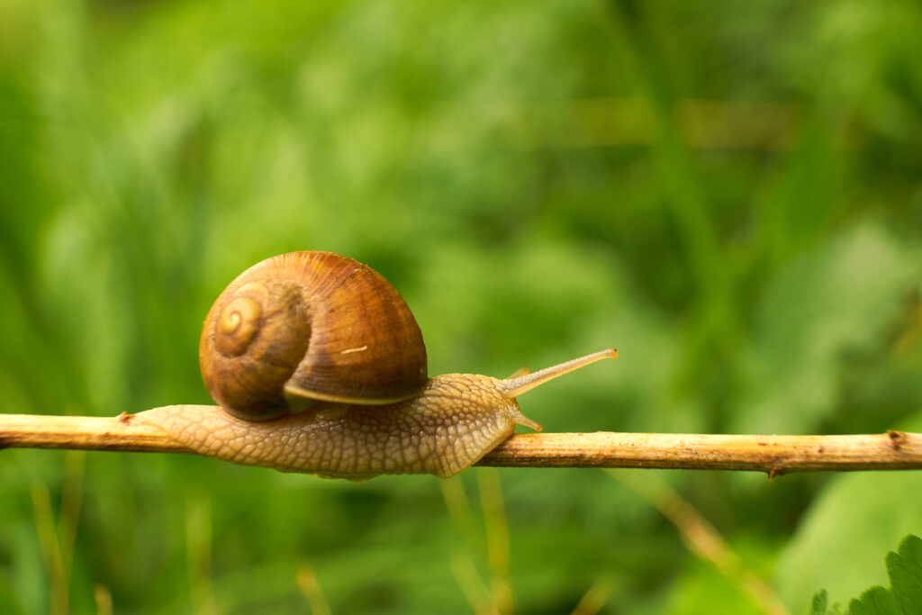 snail crawling on a branch