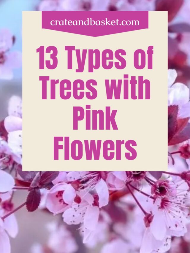 13 Types of Trees With Pink Flowers Story