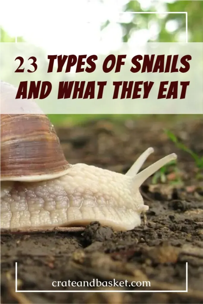pinterest image - types of snails