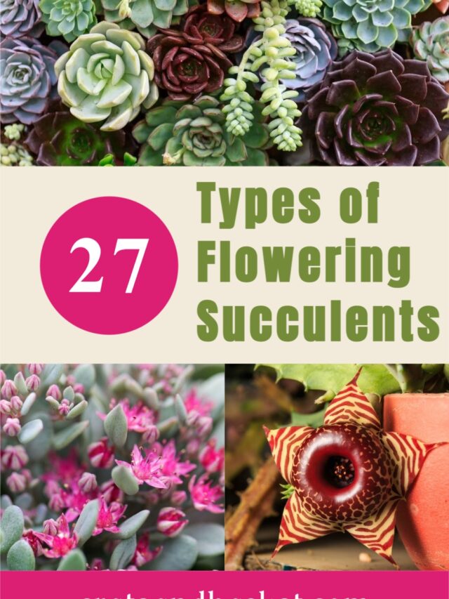 27 Types of Flowering Succulents Story