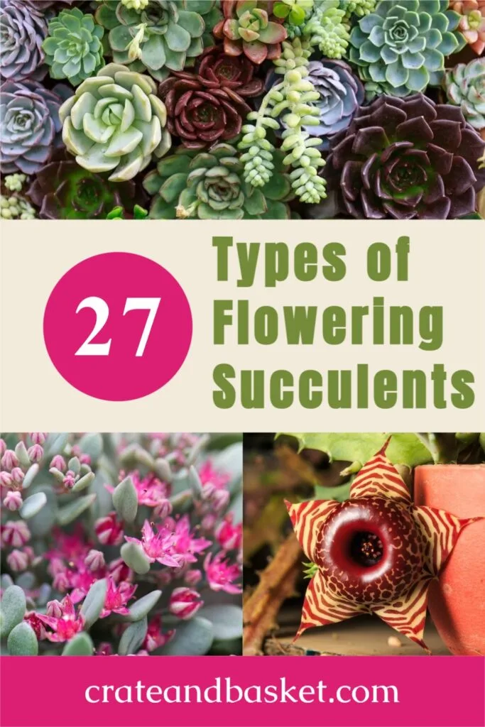 Pinterest pin - Types of Flowering succulents