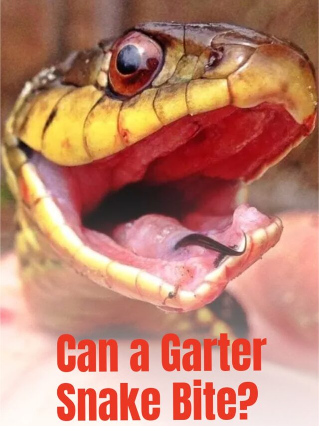 Can a Garter Snake Bite? Story