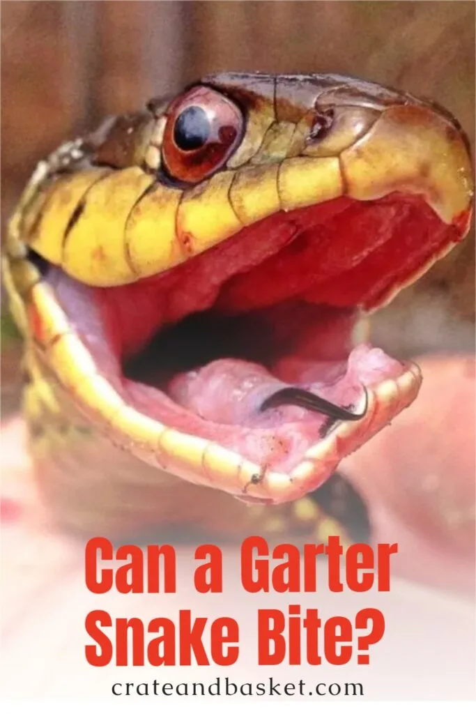 pinterest image - garden snake with open mouth ready to bite
