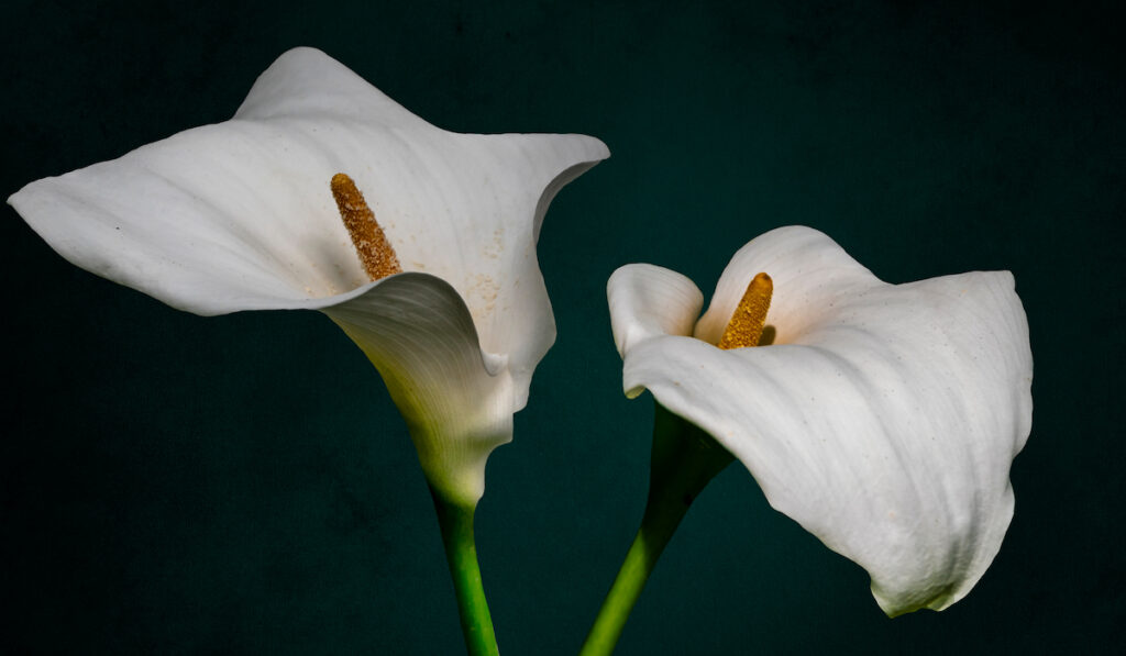 a pair of calla lillies