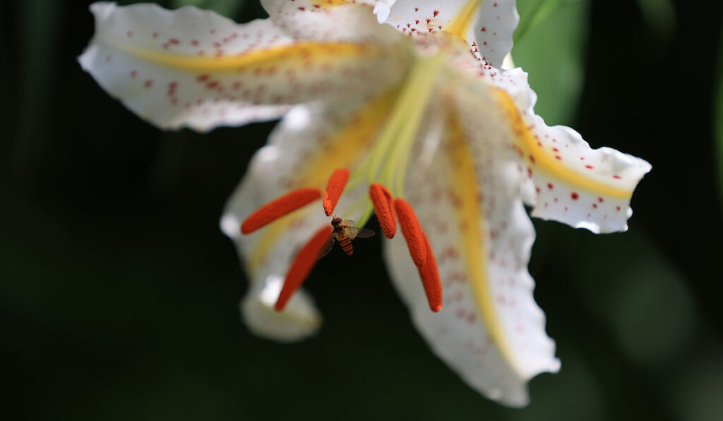 golden-rayed lily