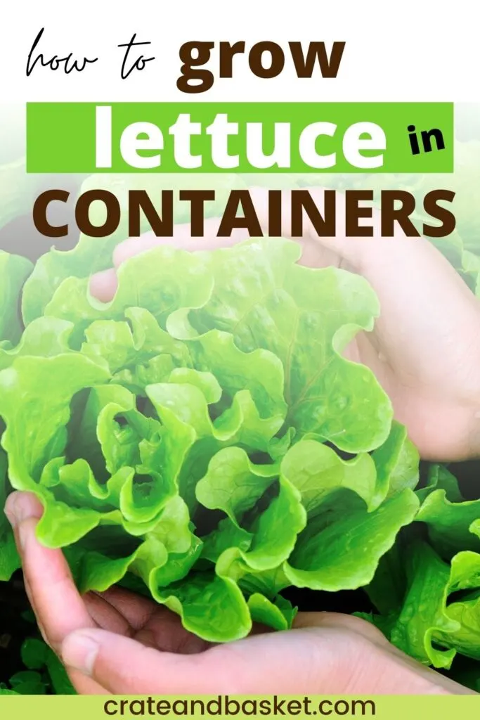 pinterest image - growing lettuce in containers