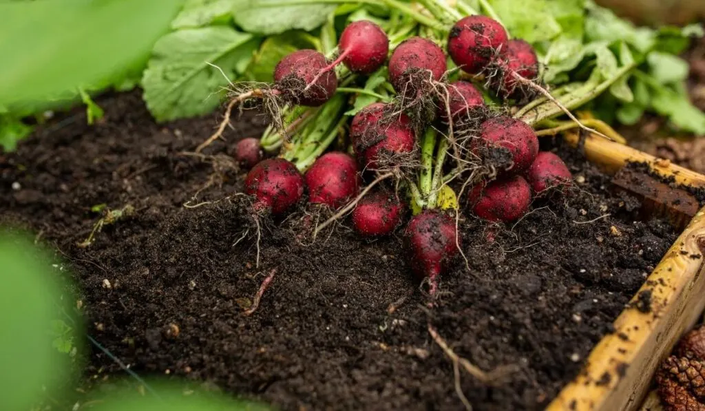 Bunch of organic radish vegetables freshly pick from garden
