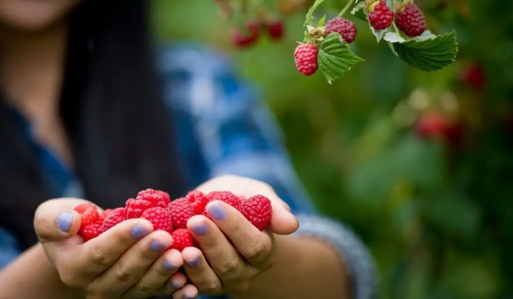 Woman-Harvesting-Fruits-in-Organic-Farm