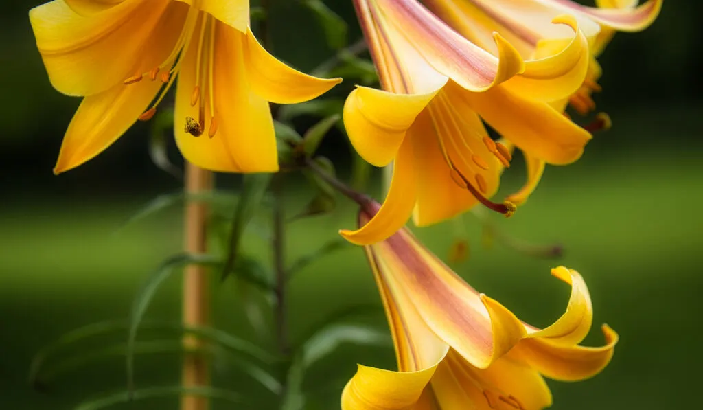 african queen trumpet lily