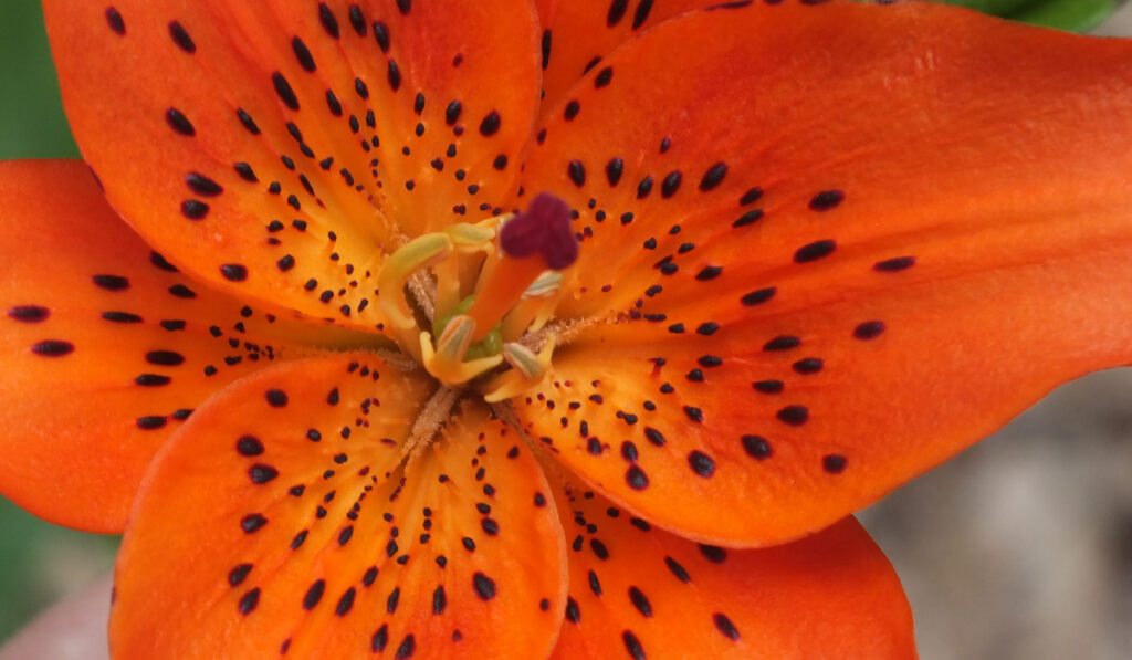 an orange hybrid lily