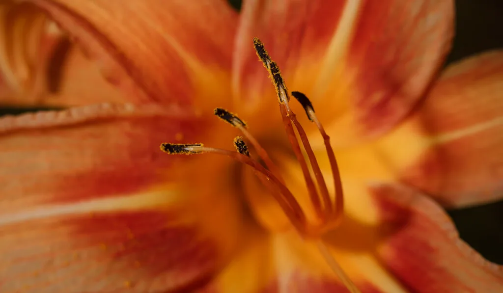 closeup of an orange lily