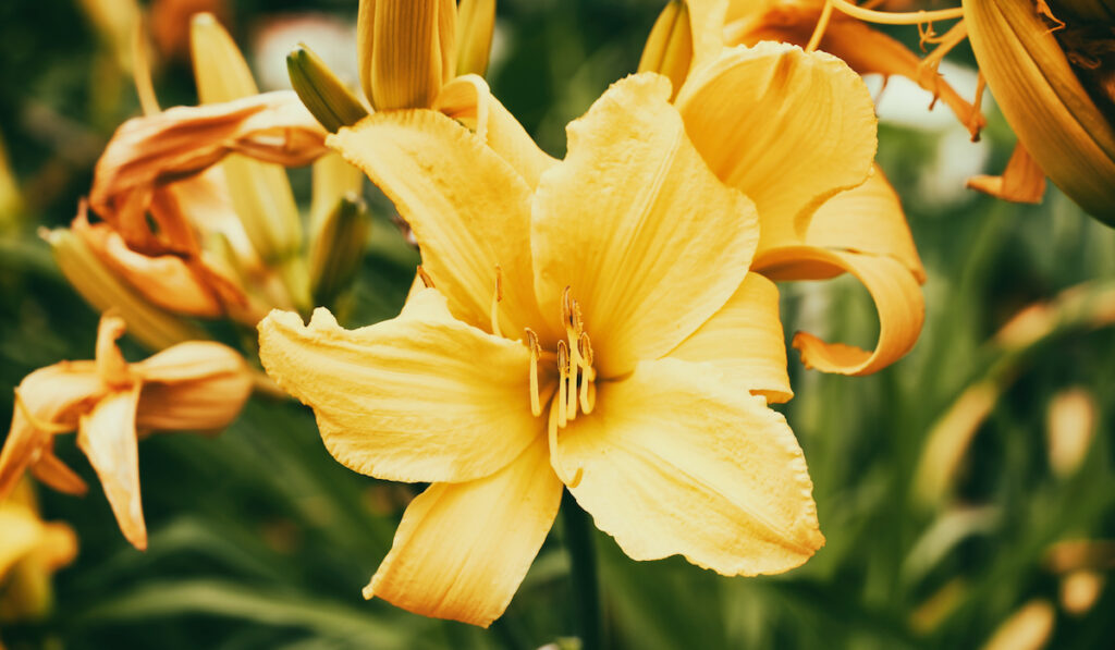 yellow lily closeup